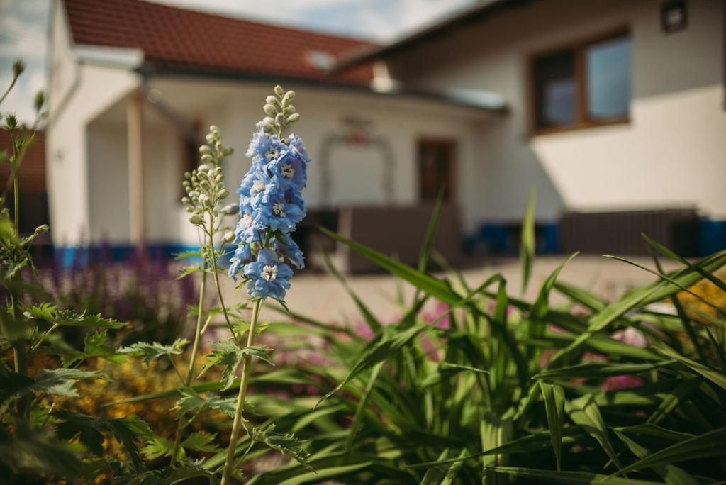 Apartman U Draba: Ubytovani Na Slovacku V Miloticich U Kyjova Milotice Luaran gambar